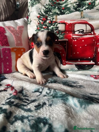 Parson Russell dogs Gorgeous Parson x Jack Russell’s - Advert 1