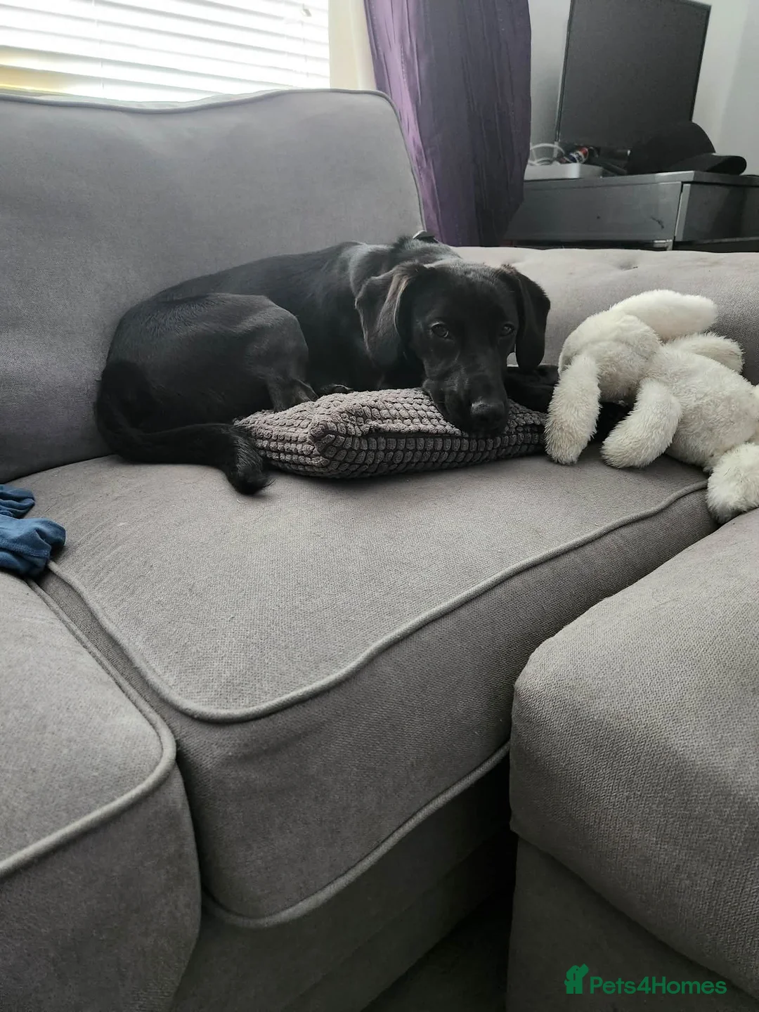 Mixed Breed dogs for sale: Molly - Female - Advert 2