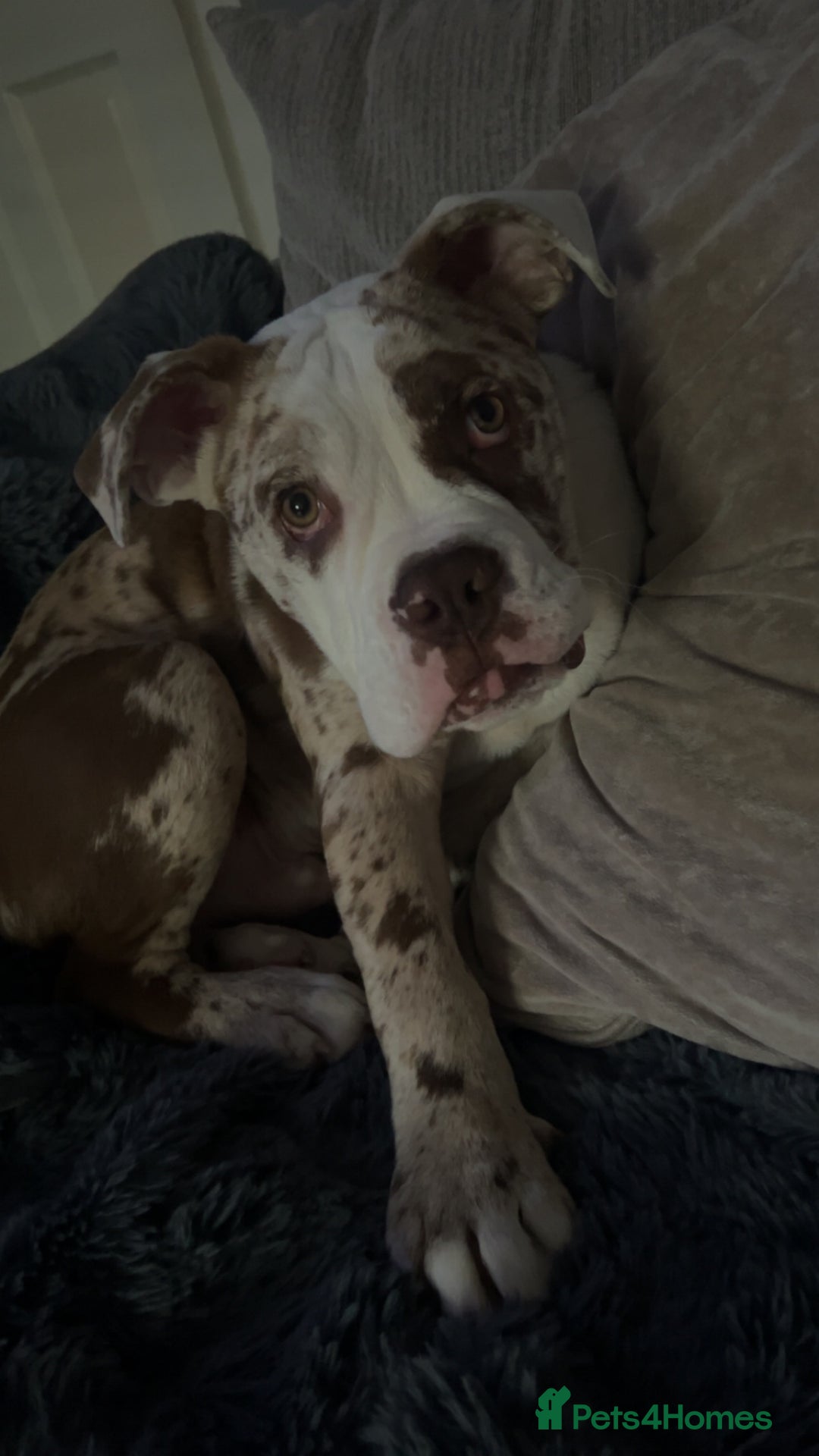 Olde English Bulldogge dogs for stud: OEB 🐶⭐️DEL~BOY ⭐️🐶 First time Stud  - Image 25