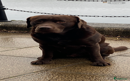 Labrador Retriever dogs for stud: Chocolate Labrador for Stud  in Doncaster - Image 12