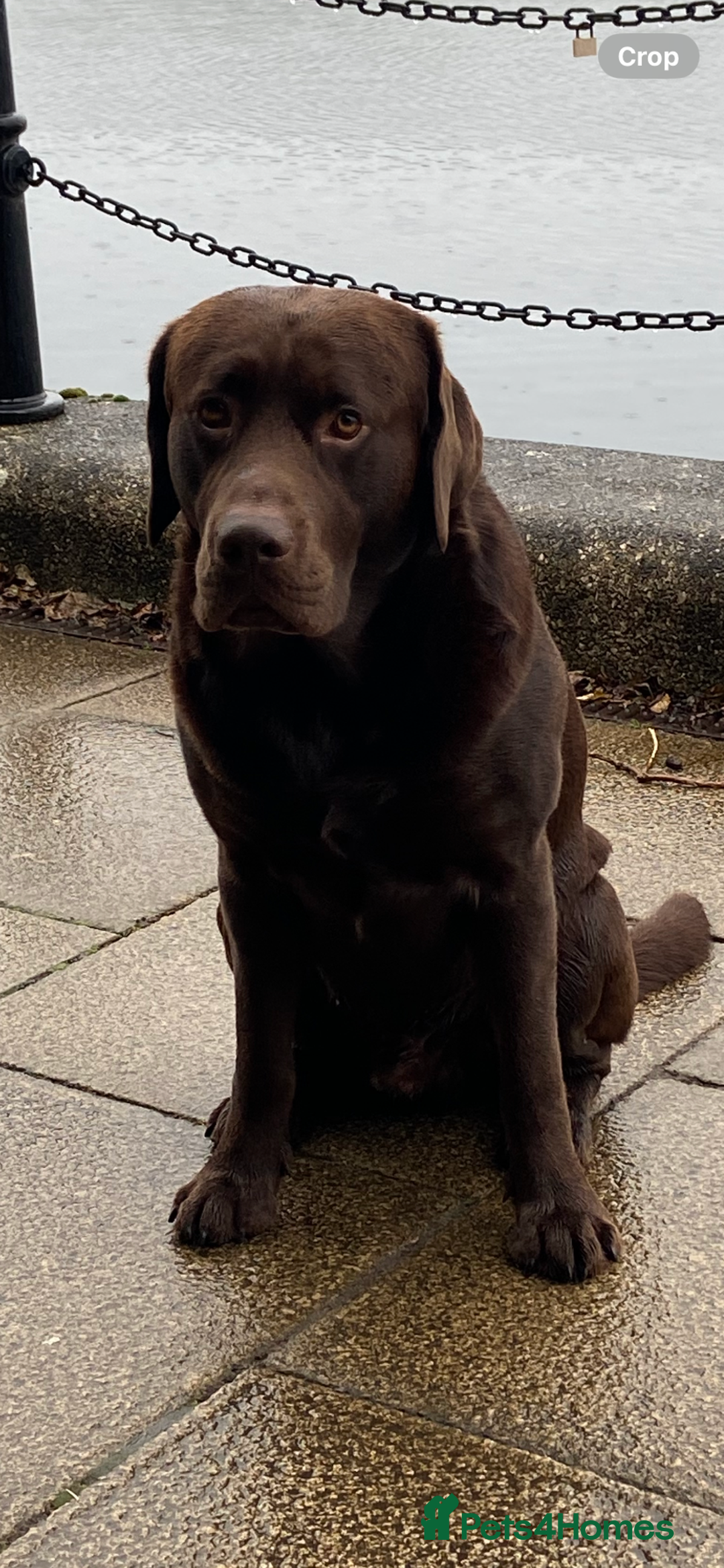 Labrador Retriever dogs for stud: Chocolate Labrador for Stud  in Doncaster - Image 12