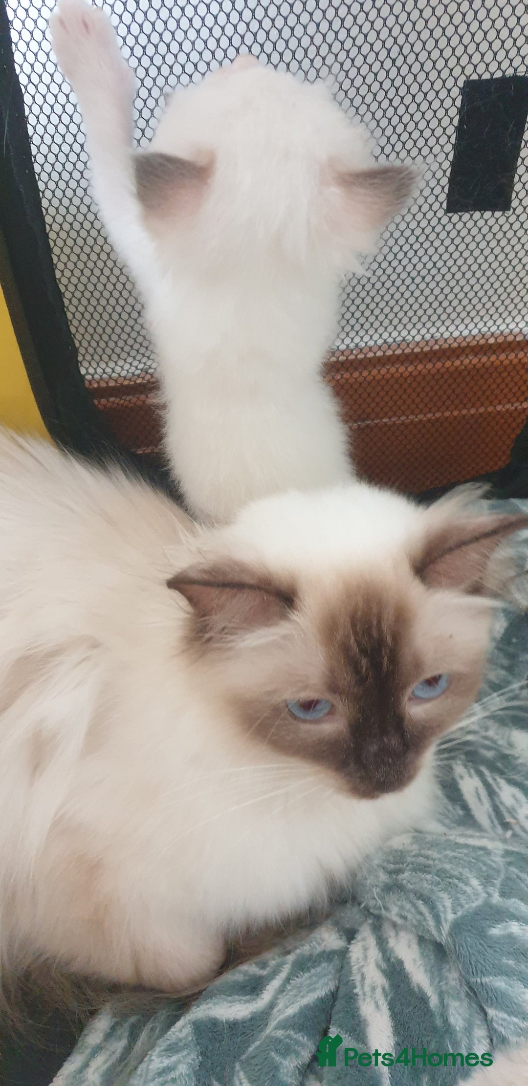 Ragdoll cats for sale: GCCF Chocolate Point with White Bi-color kittensur - Image 15
