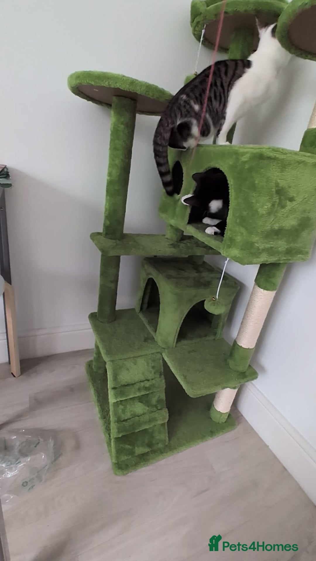 Domestic Shorthair cats for sale: 3 boys, 1 girl kittens  - Image 33