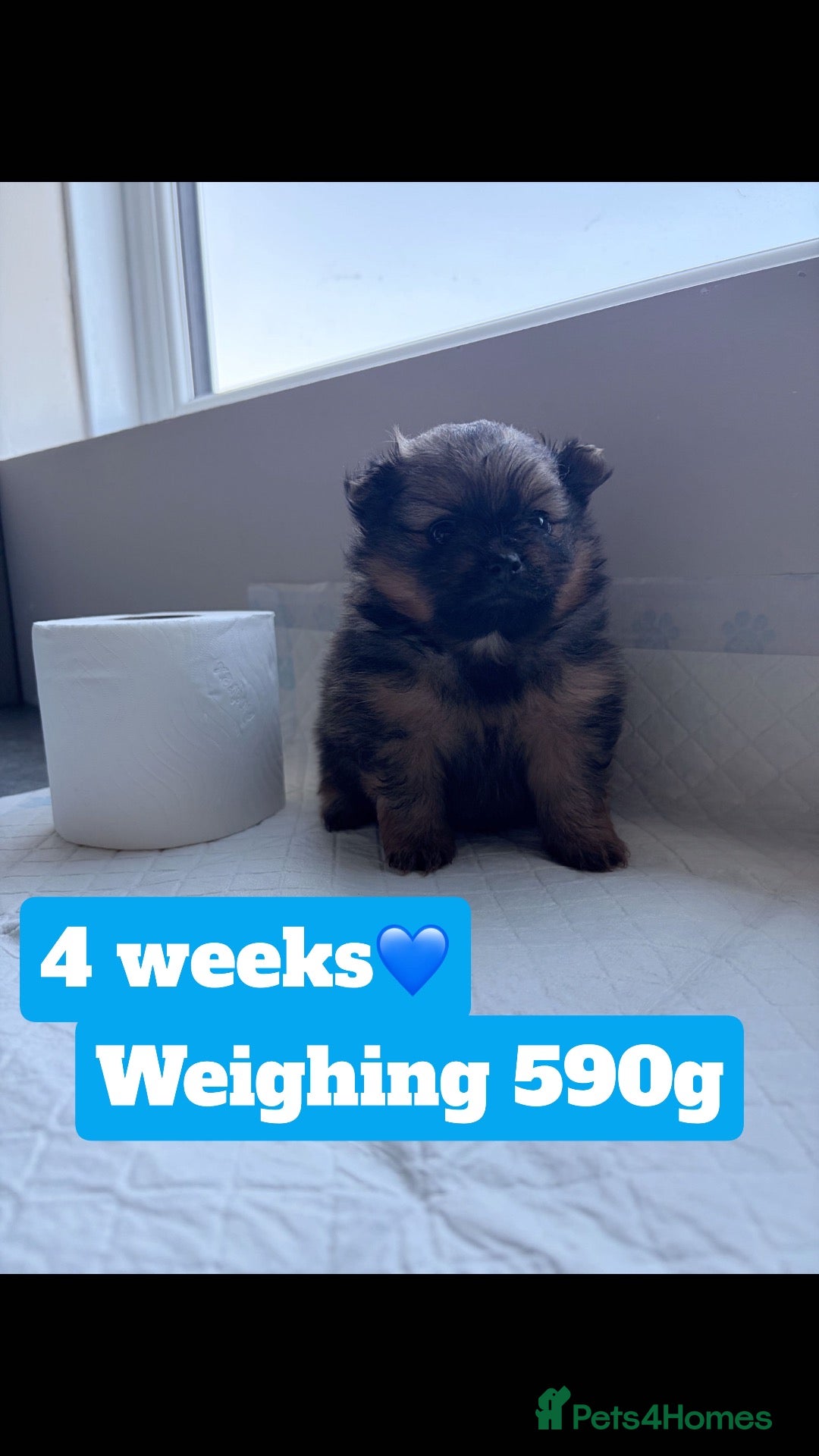 Pomeranian dogs One precious Baby boy pucci 🩵 - Advert 12