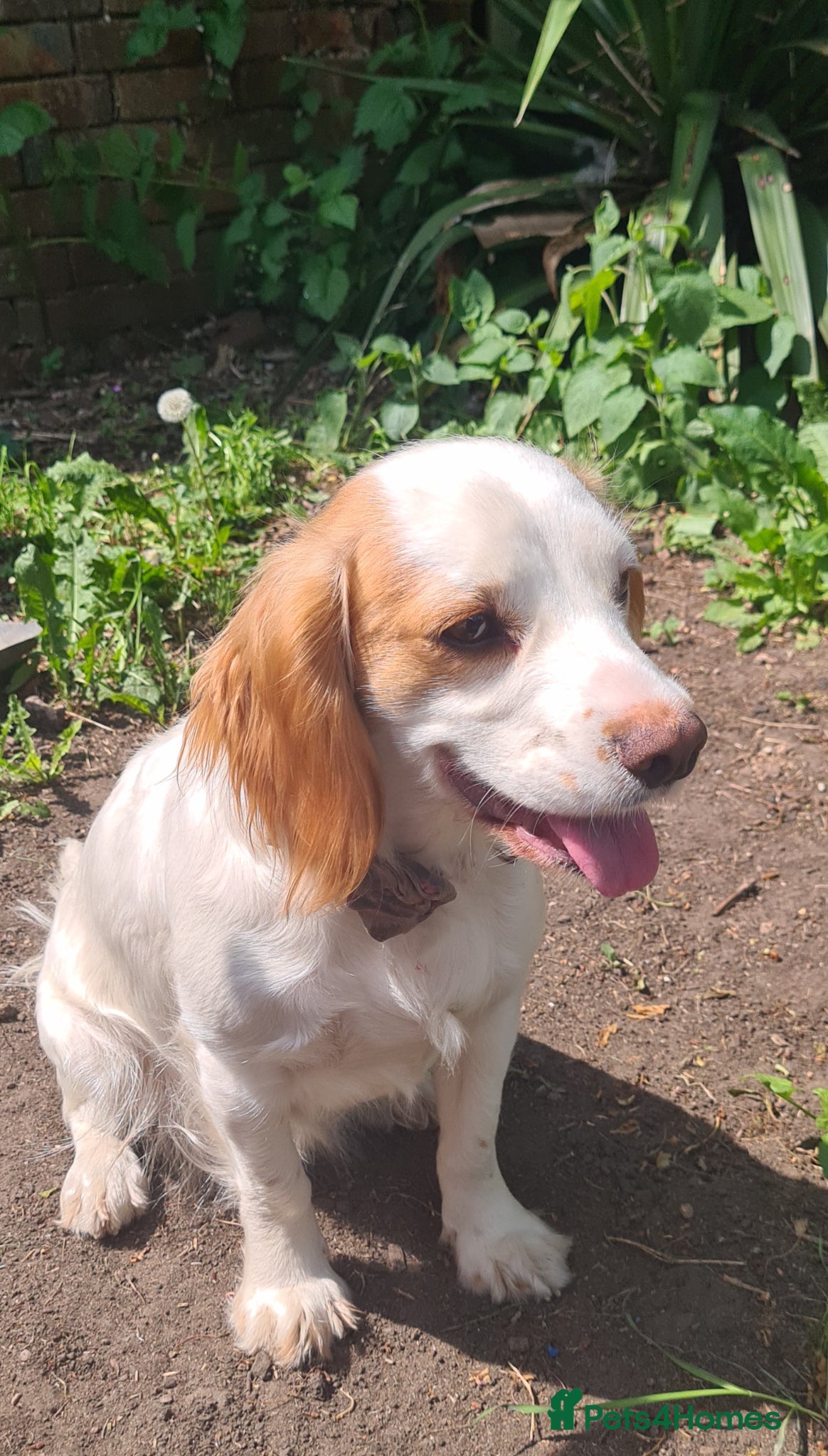 Cocker Spaniel dogs for sale: Cocker spaniel puppies due  - Advert 2
