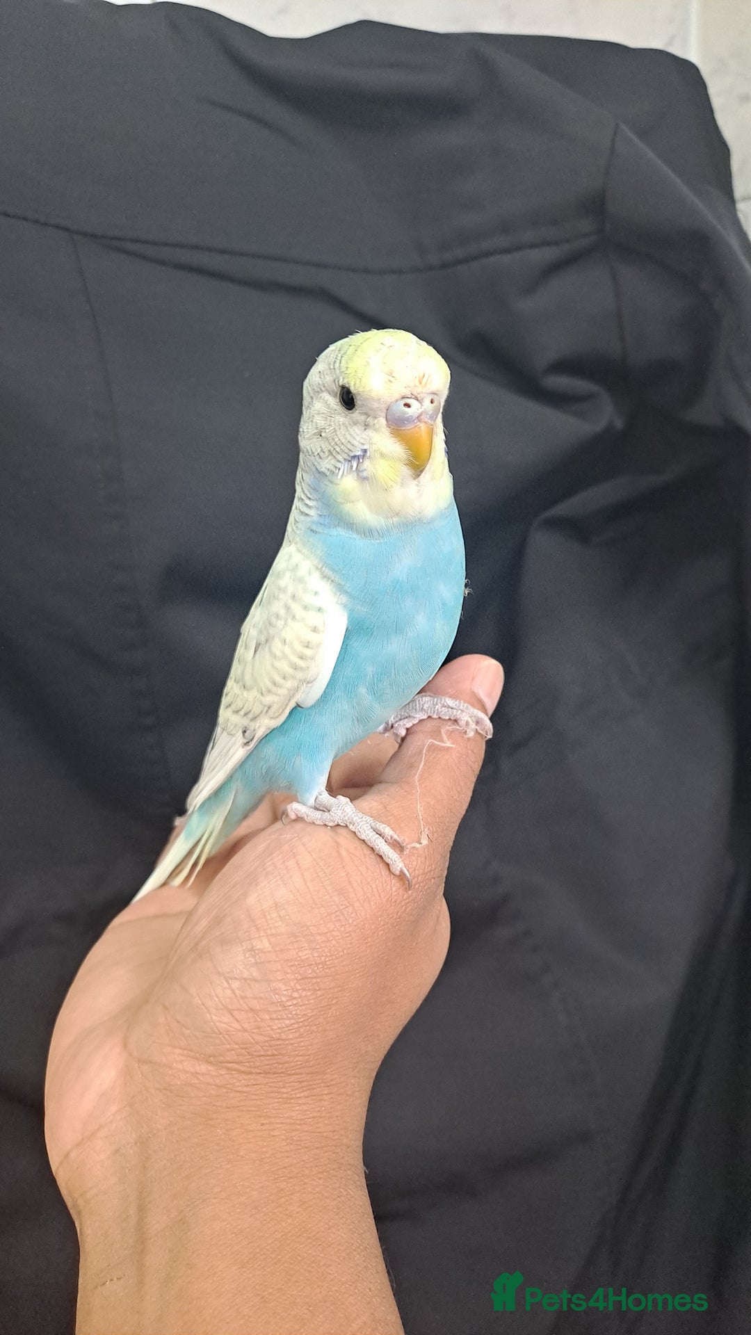 Budgerigars birds for sale: Silly hand tamed baby budgies for sale  - Advert 2
