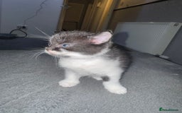Mixed Breed cats for sale: Tabby kittens  - Image 3