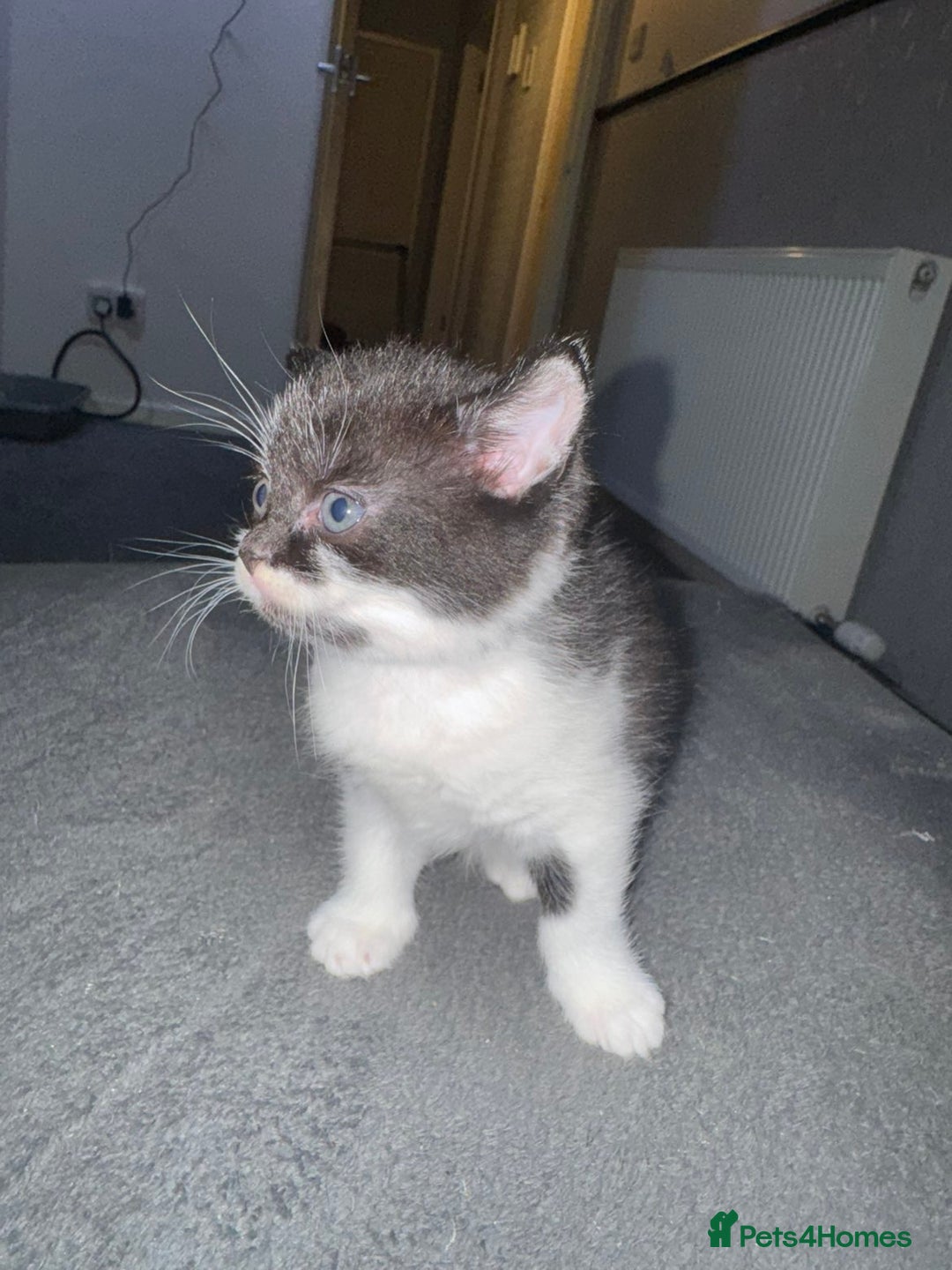 Mixed Breed cats for sale: Tabby kittens  - Image 3