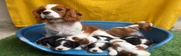 Cavalier King Charles Spaniel dogs for sale: 🐾Cavalier King Charles Spaniels- Dad DNA tested🐾 - Advert 8