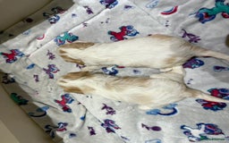 Cavalier King Charles Spaniel dogs for sale: Beautiful Cavalier Cross Maltese Puppies  - Advert 19