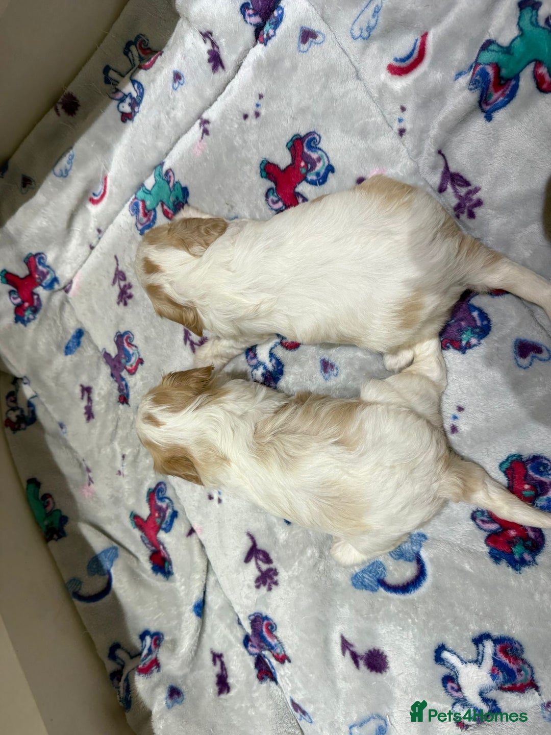 Cavalier King Charles Spaniel dogs for sale: Beautiful Cavalier Cross Maltese Puppies  - Advert 19