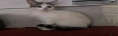 British Shorthair 4