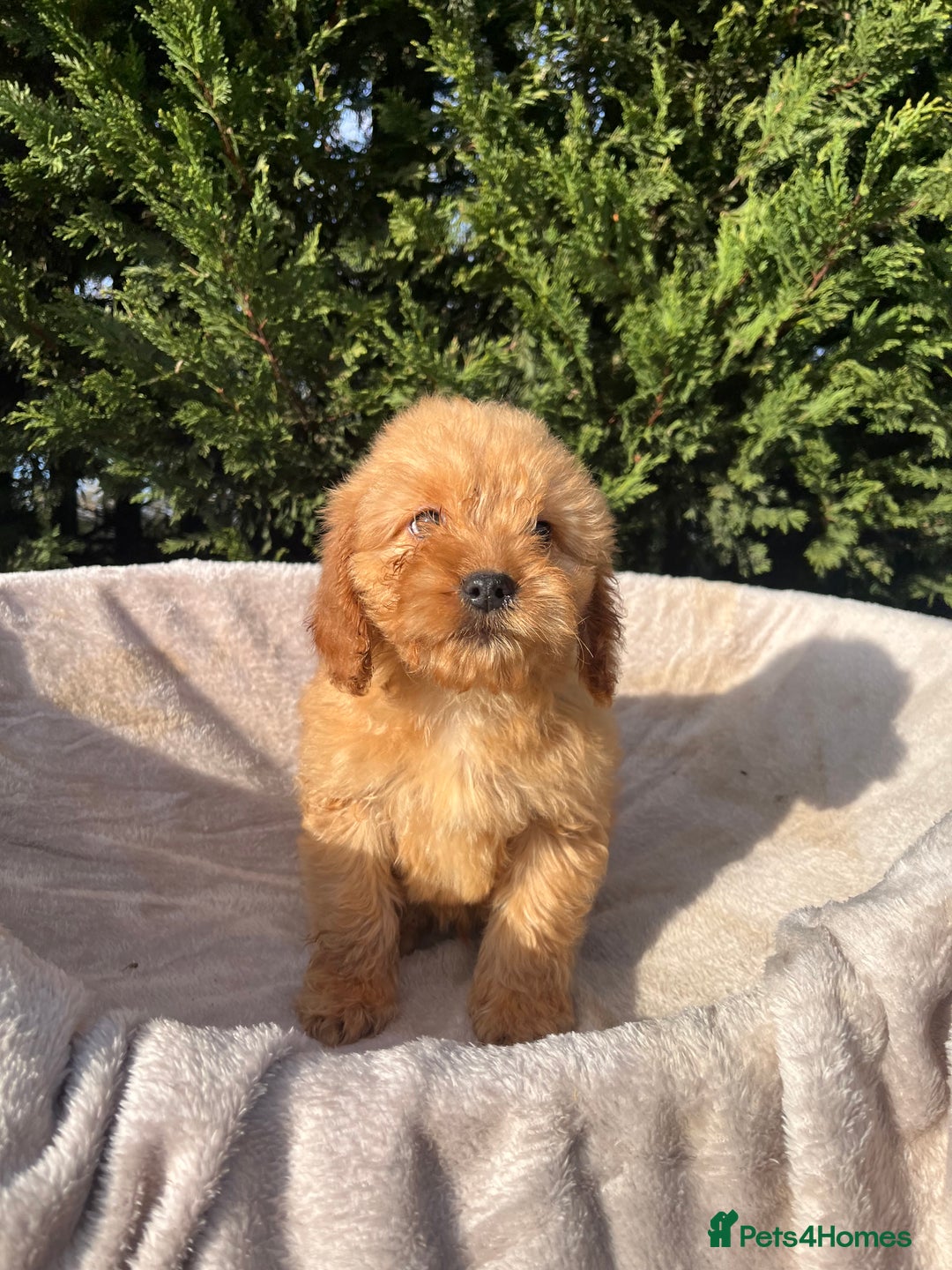 Cockapoo dogs for sale: Five beautiful cockapoos  - Advert 18