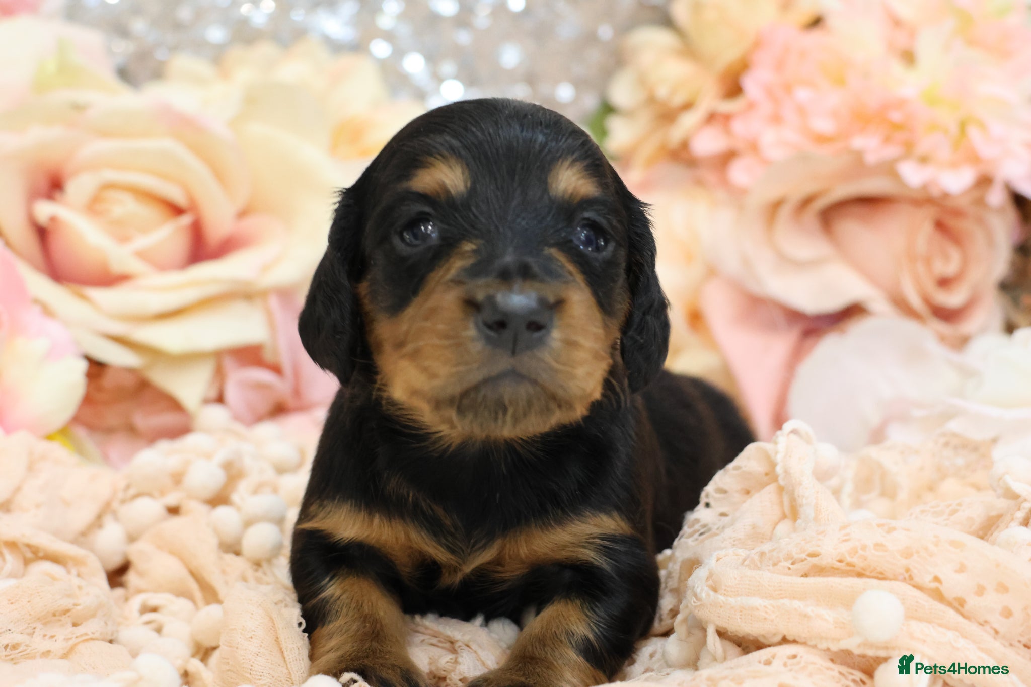 Miniature Dachshund dogs KC Miniature Dachshund Longhair Puppies - Advert 4