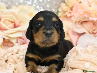 Miniature Dachshund dogs KC Miniature Dachshund Longhair Puppies - Advert 4