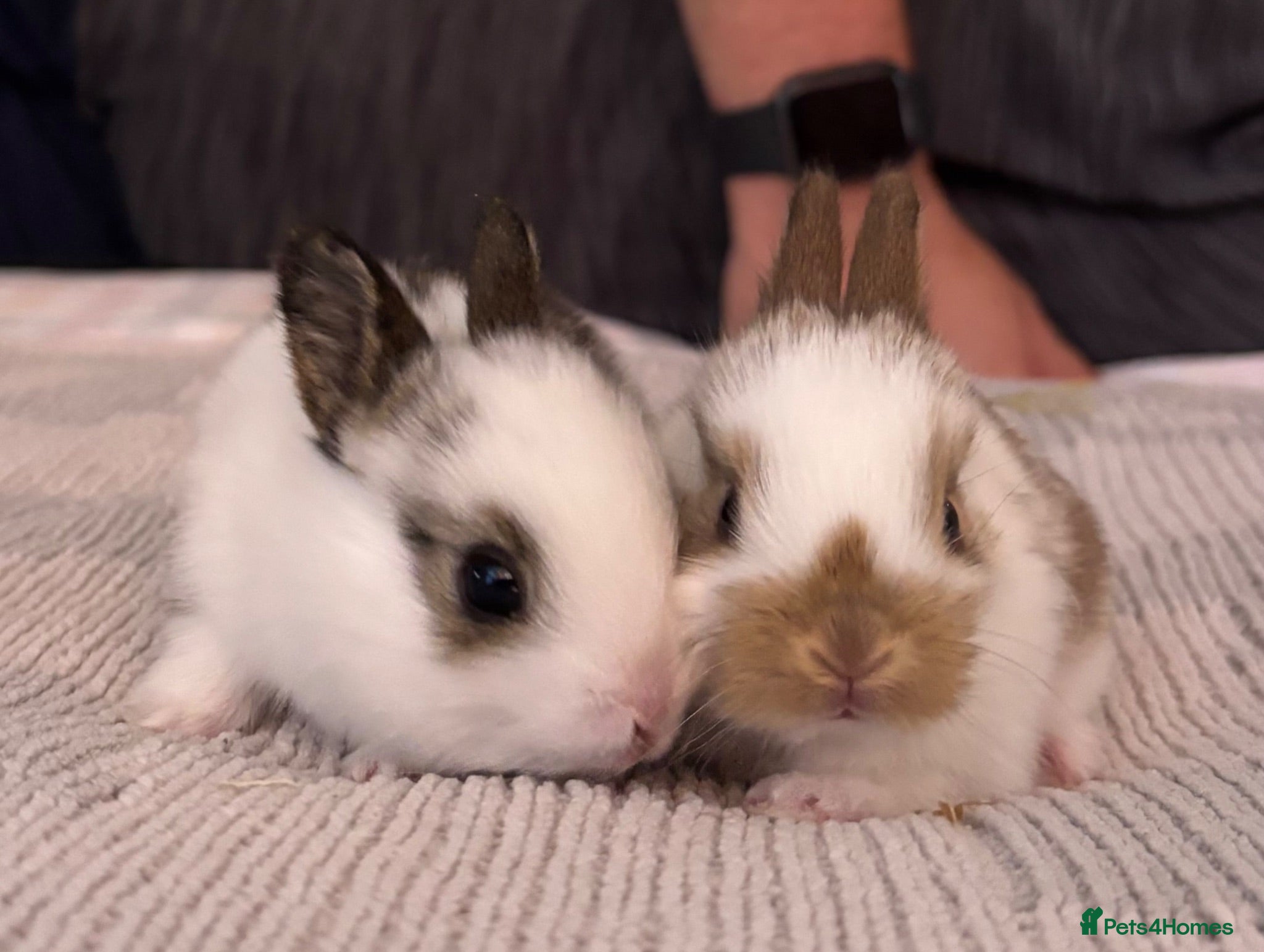 Mixed Breed rabbits Gorgeous mixed dwarf lop bunnies  - Advert 1