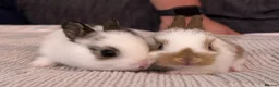 Mixed Breed rabbits for sale: Gorgeous mixed dwarf lop bunnies  - Advert 1