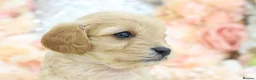 Cavapoo dogs for sale: *HEALTH TESTED*Cavapoo Puppies 5*LICENSED BREEDER* - Advert 18