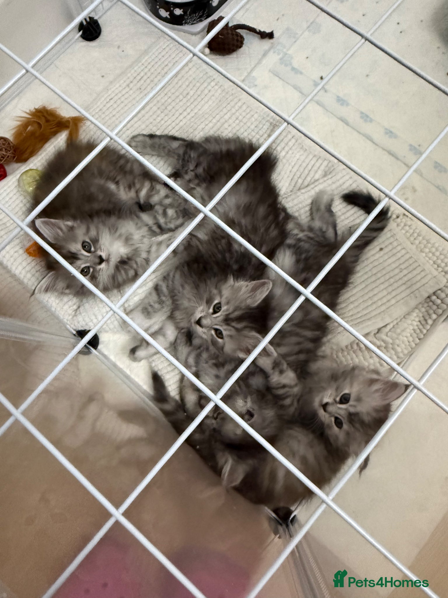 Maine Coon cats Amazing Main Coon Kittens  - Advert 21