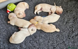 Golden Retriever dogs for sale: Pedigree Golden Retriver Puppies - Image 17