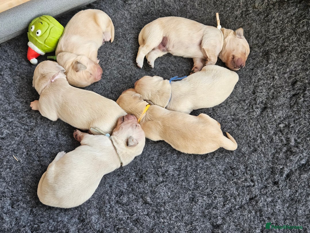 Golden Retriever dogs for sale: Pedigree Golden Retriver Puppies - Image 17