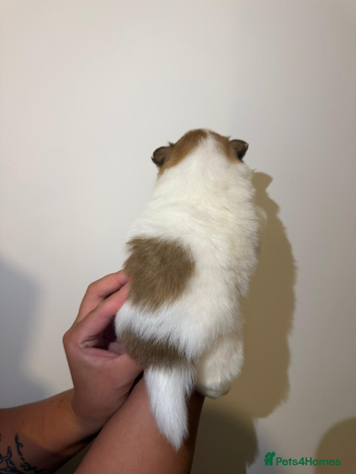 Pomeranian dogs for sale: Adorable Pomerania puppies  - Advert 11