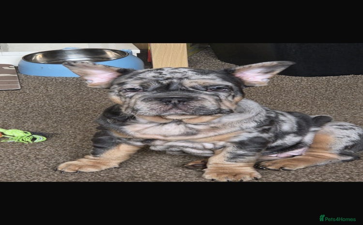 French Bulldog dogs - Advert 11