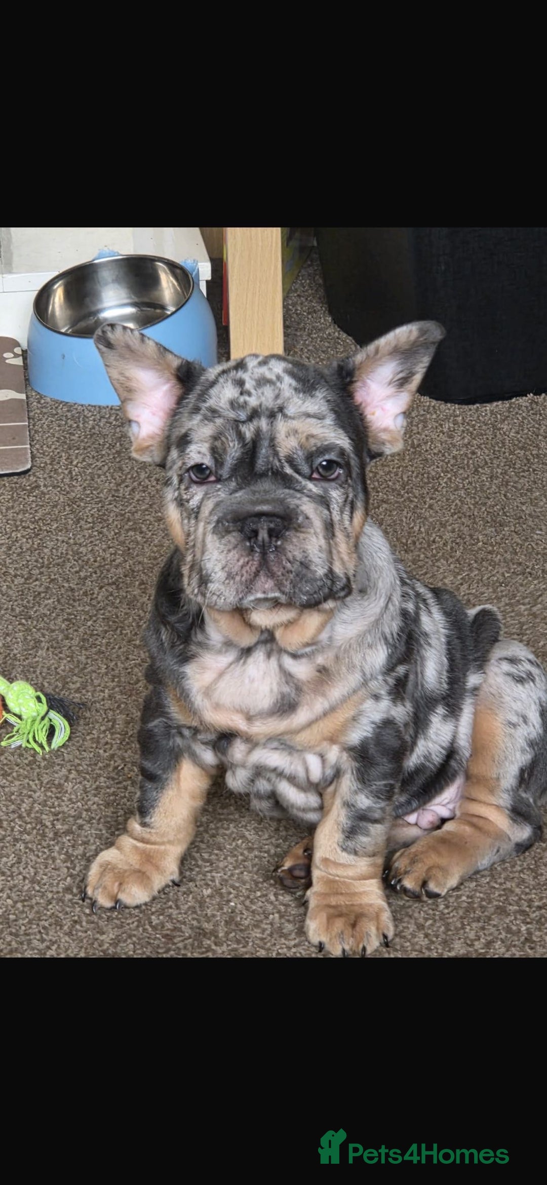 French Bulldog dogs for sale: Only 1 boy left and ready to leave 😍 - Advert 1