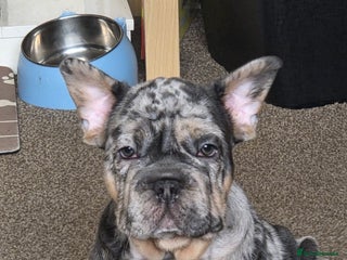 French Bulldog dogs - Advert 16