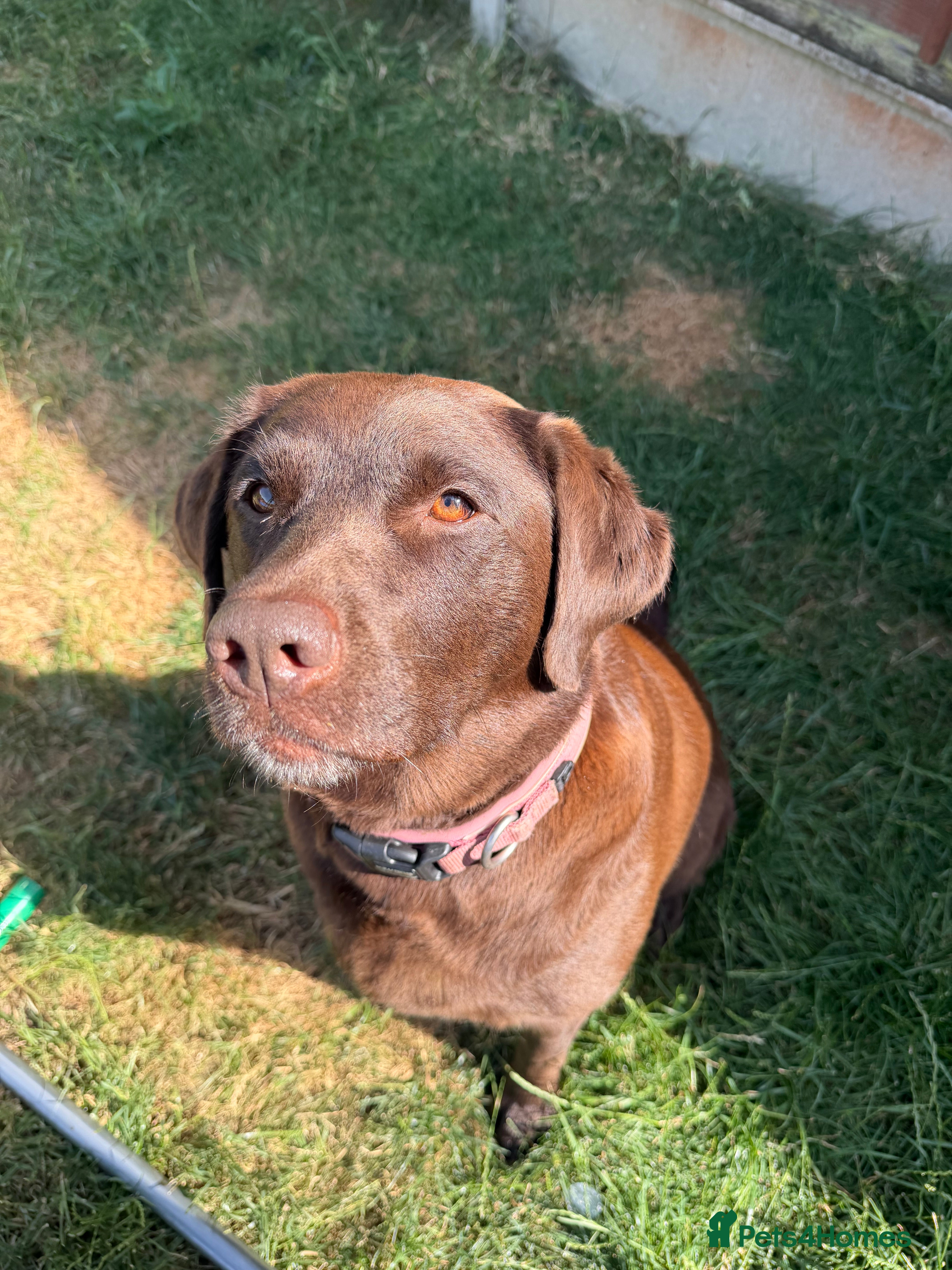 Labrador Retriever dogs KC registered chocolate Labrador puppies 🐾  - Advert 1