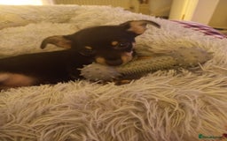 Jack Russell dogs for sale: Beautiful Jack russell puppy ( last one) - Image 13