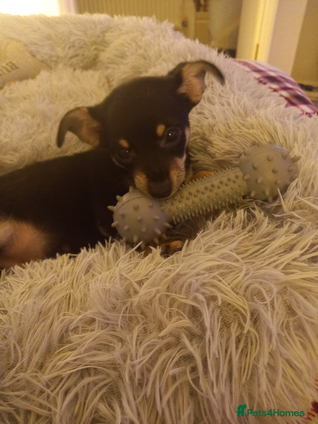 Jack Russell dogs for sale: Beautiful Jack russell puppy ( last one) - Image 13