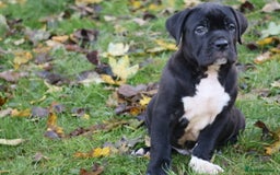Presa Canario dogs for sale: Presa canario puppies (recognised breeder) - Image 34