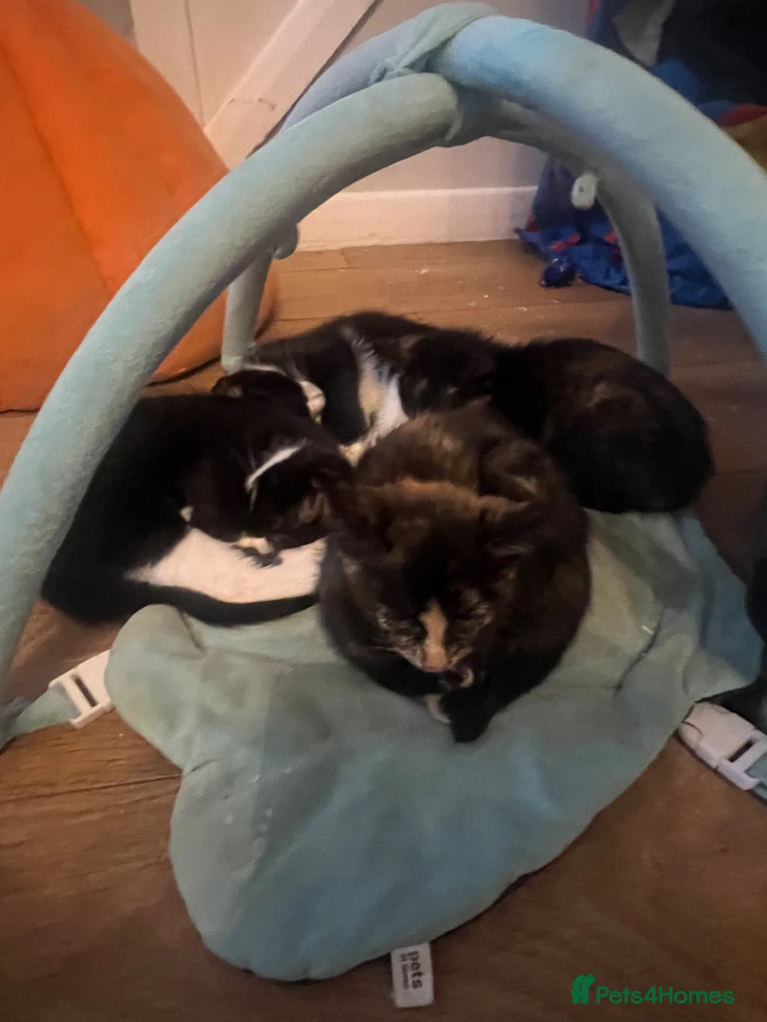 British Shorthair cats for sale: British short hair kittens  in Gillingham - Advert 1