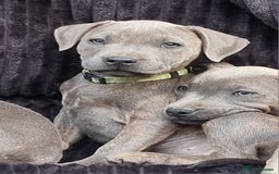 Staffordshire Bull Terrier dogs for sale: Staffordshire Bull Terrier Puppies - Image 8