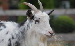 Goats livestock for sale: Tame Pygmy Nanny Goats for sale - Image 5