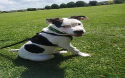 Mixed Breed dogs for sale: 4 beautiful American bully cross staffy puppies - Image 17