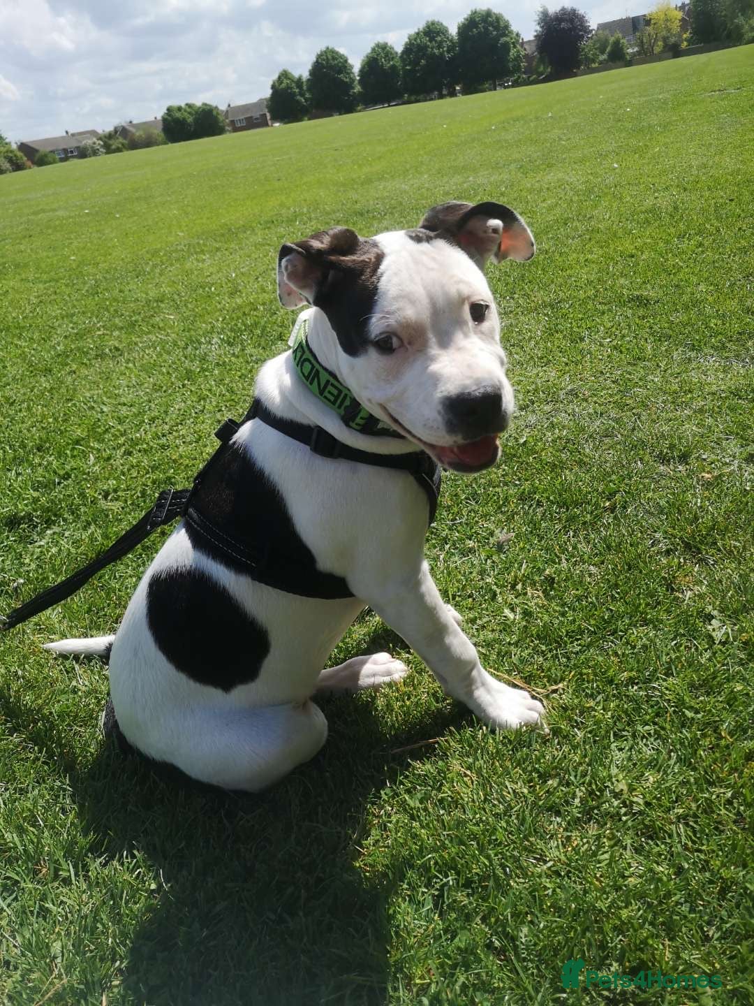 Mixed Breed dogs for sale: 4 beautiful American bully cross staffy puppies - Image 17