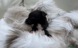 Mixed Breed dogs for sale: 🐾 Beautiful Whippet x Collie Puppies! 🐾 - Image 17