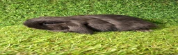 Mini Lop rabbits for sale: MINI LOP GIRLS - Advert 4