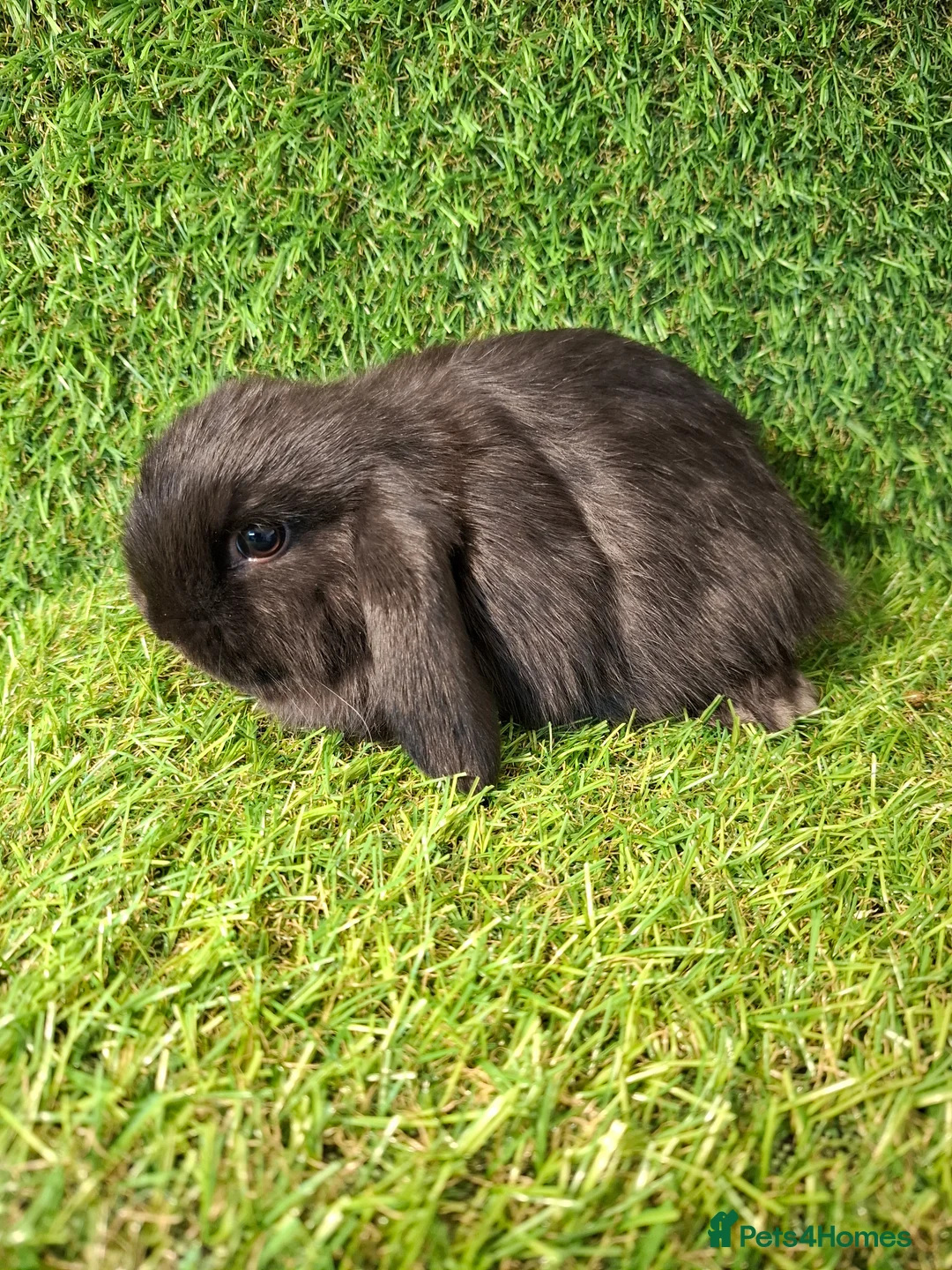 Mini Lop rabbits for sale: MINI LOP GIRLS - Advert 4