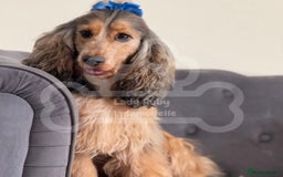 Cocker Spaniel dogs for sale: KC REG Showtype Cocker Spaniel LAST PUP ready 3/8 - Image 2