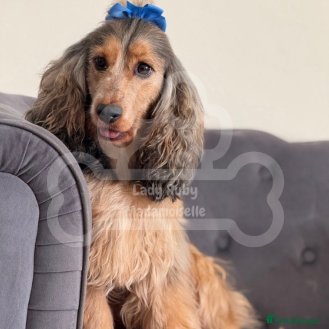 Cocker Spaniel dogs for sale: KC REG Showtype Cocker Spaniel LAST PUP ready 3/8 - Image 2