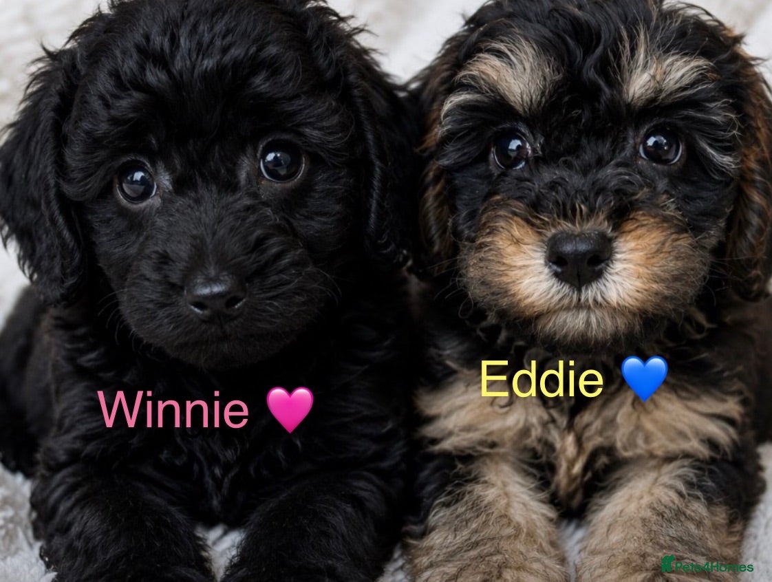 Cavapoo dogs 💛*CAVAPOO*1 BOY*Ready Now in CHESHIRE⭐️girls sold - Advert 2