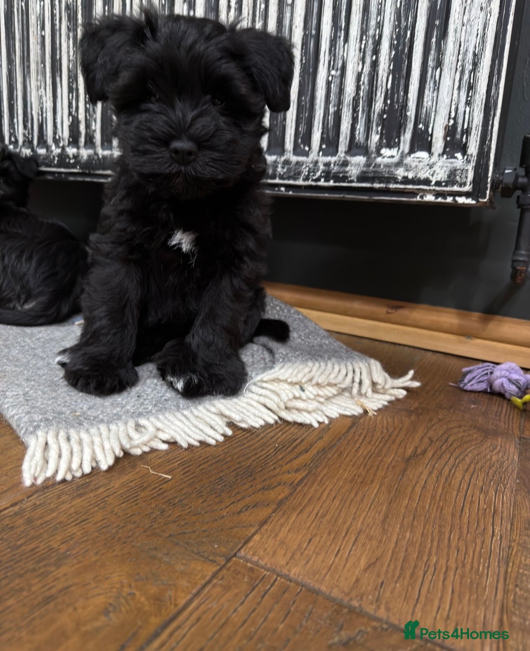 Miniature Schnauzer dogs for sale: Miniature Schnauzer Liver gene litter - Advert 6