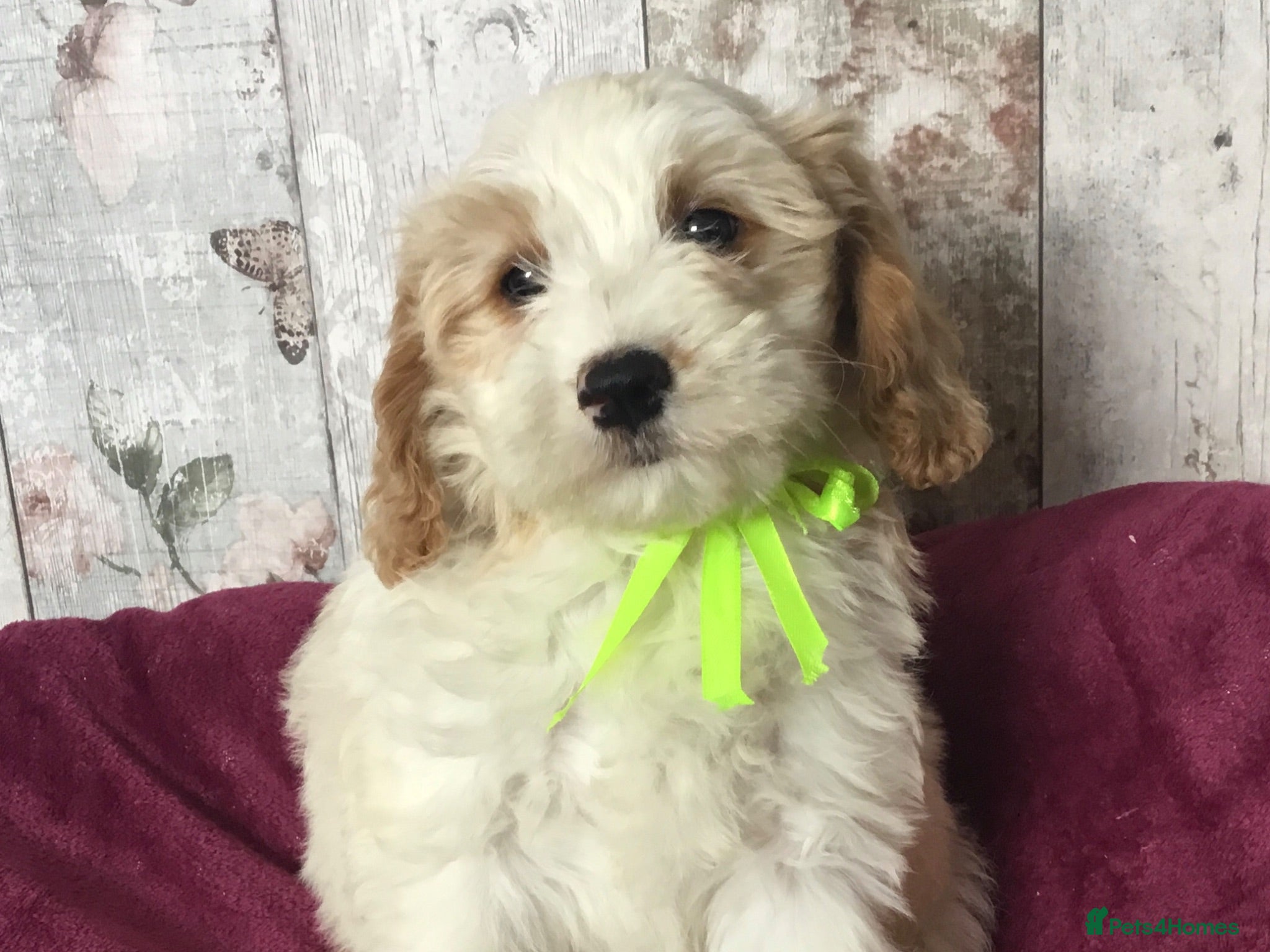 Cavapoo dogs Adorable Cockalierpoo pups ( so cute) - Advert 2