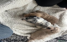 Cockapoo dogs for sale: Rare marked  small cockerpoo puppys  - Advert 22