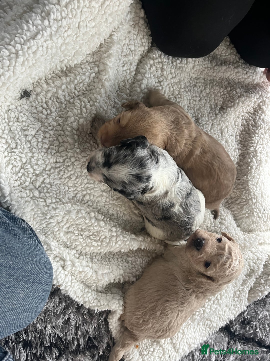Cockapoo dogs for sale: Rare marked  small cockerpoo puppys  - Advert 22