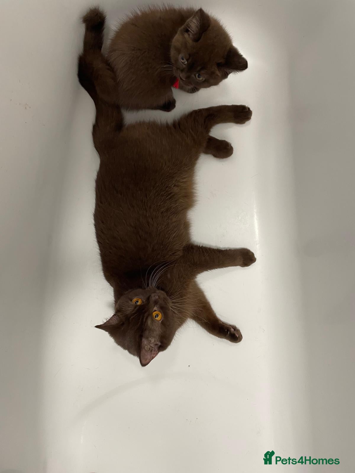 British Shorthair cats for sale: Gorgeous GCCF Chocolate British Shorthair kittens - Advert 17