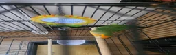 Lovebirds birds for sale: Single Female Lovebird in London - Advert 5
